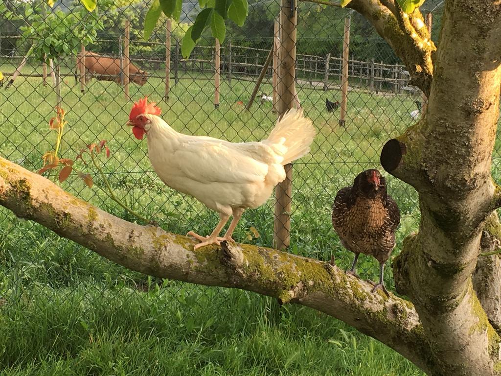 Capannacce Organic And Horse Farm Villa Rapolano Terme Eksteriør bilde